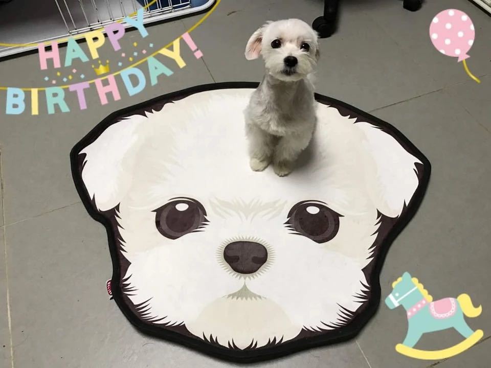 楽天市場】A035522ヨークシャーテリアタイプ☆ラグマット リビング