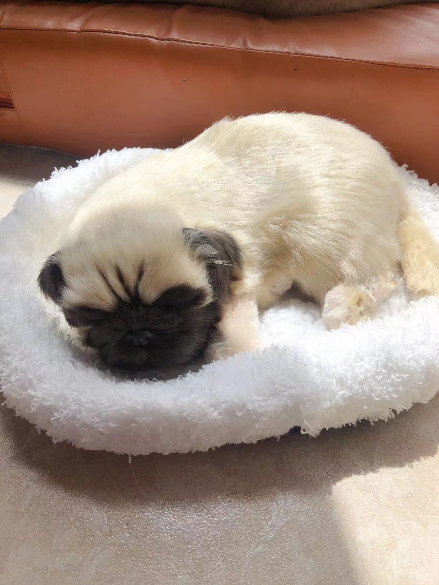 A054270パグ 玄関飾り置物 PUG 犬 パグ雑貨 癒やし|リタハウス 店