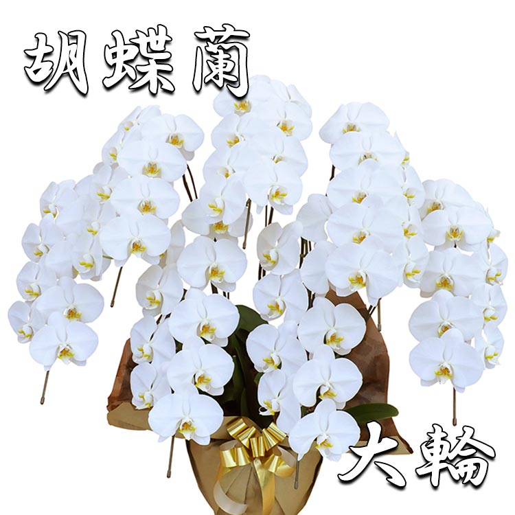 薔薇の胸花を受け取ったら 鉢花-花・ガーデン・DIY-花・観葉植物