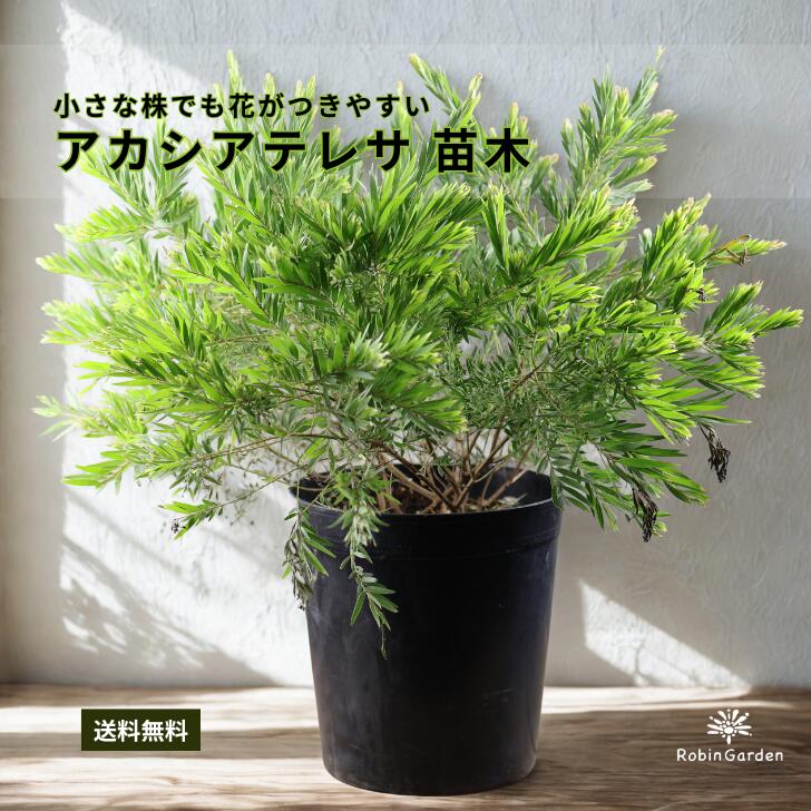【アカシア テレサ】若木 オージープランツ 常緑かん木 ミモザ 花木 庭木 鉢植え 貨物輸送無料【貨物輸送無料】