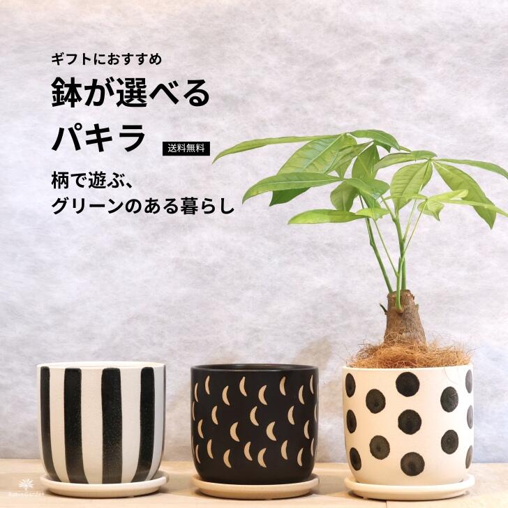 楽天市場】【観葉植物】【限定1点】 トックリラン 曲がり お洒落な