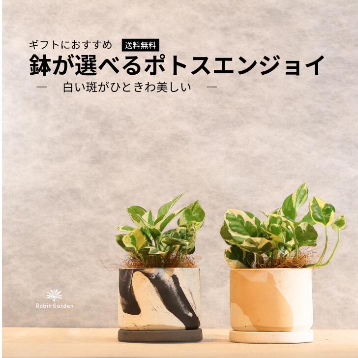 楽天市場】ポトス・エンジョイから生まれた新品種！□ポトス