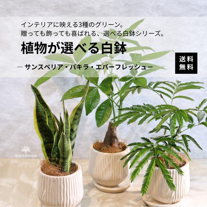 観葉植物【選べる白鉢3種】サンスベリア・パキラ・エバーフレッシュ／おしゃれな陶器鉢入り鉢皿付き・育てやすいインテリアグリーン・開店祝いやギフトにも最適・送料無料 4,752円