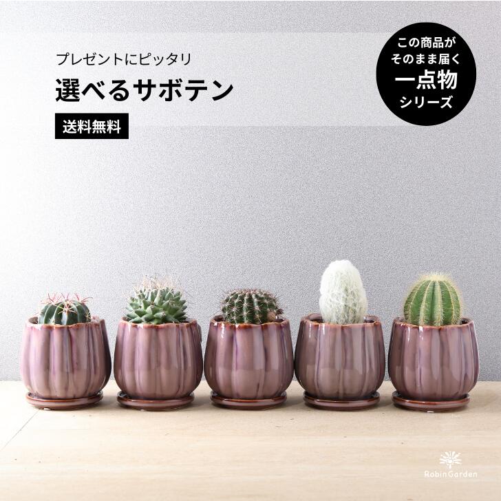 楽天市場】【観葉植物】【限定1点】 トックリラン 曲がり お洒落な