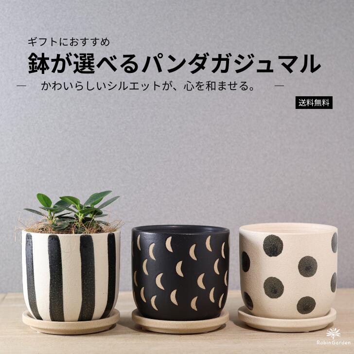 観葉植物【パンダガジュマル】鉢が選べる陶器鉢（しましま・月・水玉）＆皿付き／葉っぱが丸い　かわいい／小さい卓上サイズで育てやすく初心者にも人気／一人暮らし・誕生日・引越し祝いのギフトに／送料無料