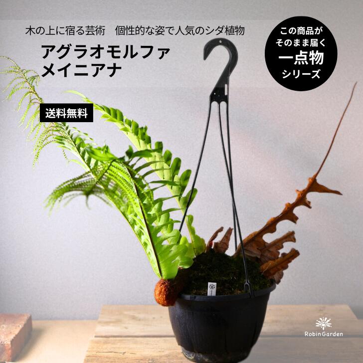 楽天市場】森尾花園さん 小もじゃ 【数量限定】 コロッケもじゃ もじゃ