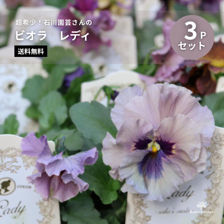 楽天市場】ビオラ レディ 宮崎 石川園芸 アンティーク くすみ 人気の