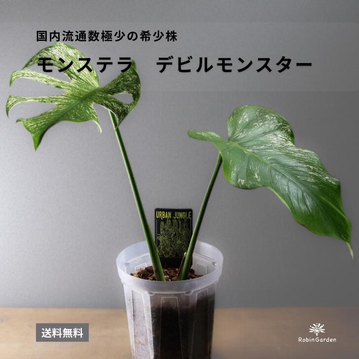 楽天市場】現品 モンステラ ホワイトモンスター 3.5号 WM007 天津蘭