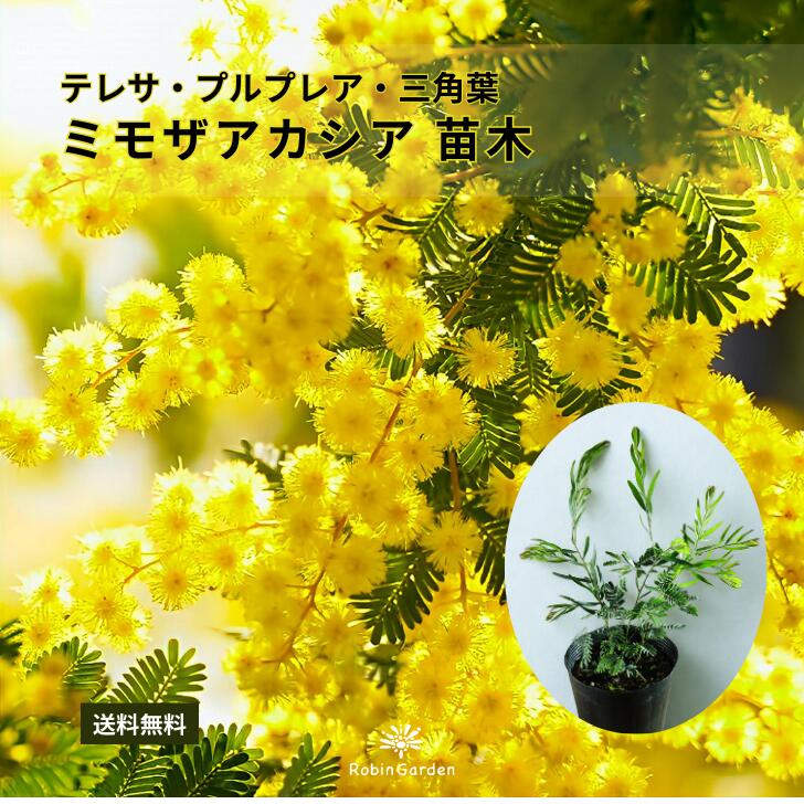 楽天市場】アカシア テレサ 5号鉢 送料無料 矮性種 庭木 苗木 花木