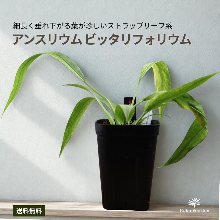 【アンスリウム ビッタリフォリウム　斑入り】アンスリウム 観葉植物 レア品種 インテリアグリーン 熱帯植物 【送料無料】｜ロビンガーデン　店