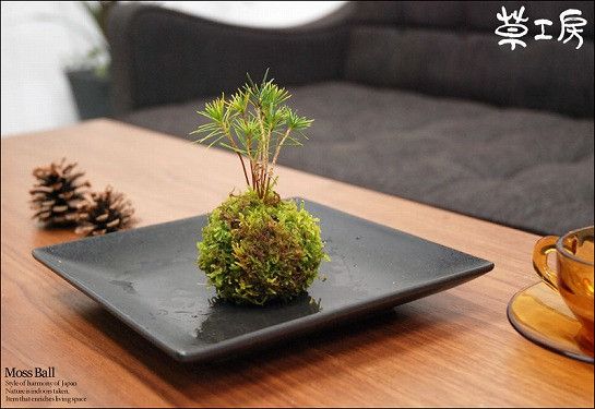Izs 苔粒 黒松 小玉 盆栽 観葉植物 和風 ファーニチュア 和室 苔玉 自然 こけだま 植物 贈りもの 使い物 Foxunivers Com Izs 苔粒 黒松 小玉 盆栽 観葉植物 和風 ファーニチュア 和室 苔玉 自然 こけだま 植物 贈りもの 使い物 Foxunivers Com