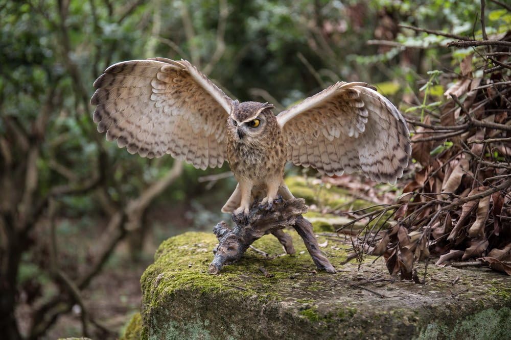 ハイラインギフト製 枝に止まり翼を広げたワシミミズクの彫像屋外ガーデン装飾置物パティオ庭アート贈り物輸入品