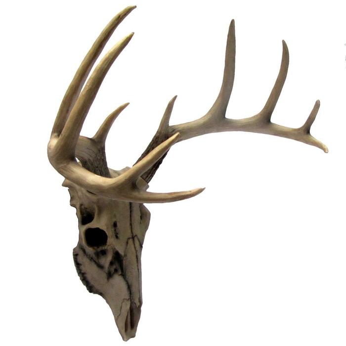 楽天市場 雄鹿 トナカイ アンテロ ブ 頭骨 枝角 ハンティングトロフィー 彫刻 彫像 Buck Head Wall Mount Resin Deer Skull 輸入品 浪漫堂ショップ