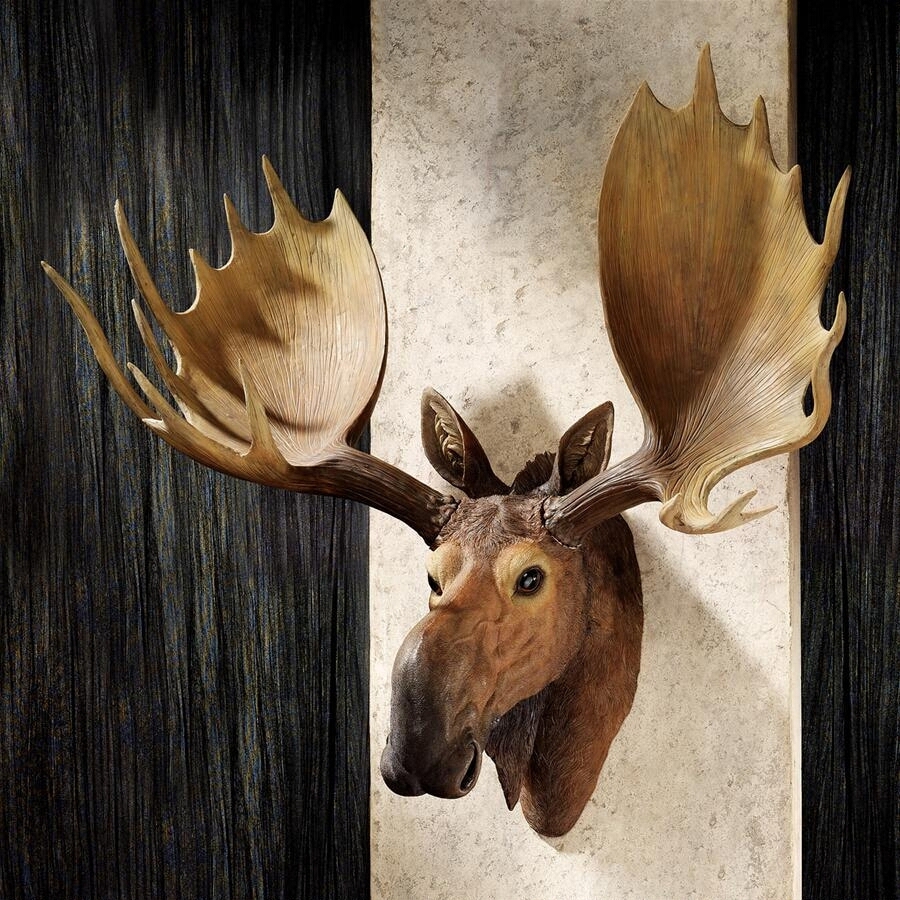 楽天市場】八つの枝角を持つ野生の牡鹿 頭骨 ハンティングトロフィー
