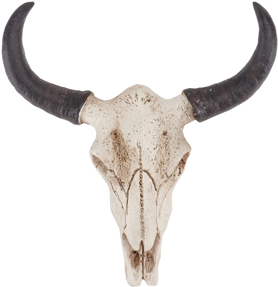 楽天市場】チベットヤギ（山羊） スカルホーン 頭蓋骨と角 コルシカ 