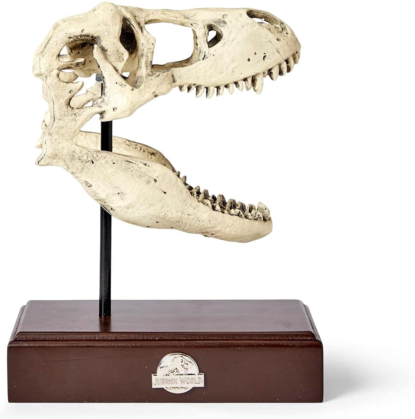 ジュラシック・ワールド ティラノサウルス レックス頭蓋骨 彫像 レジン化石レプリカ TRex恐竜頭像（輸入品｜浪漫堂ショップ