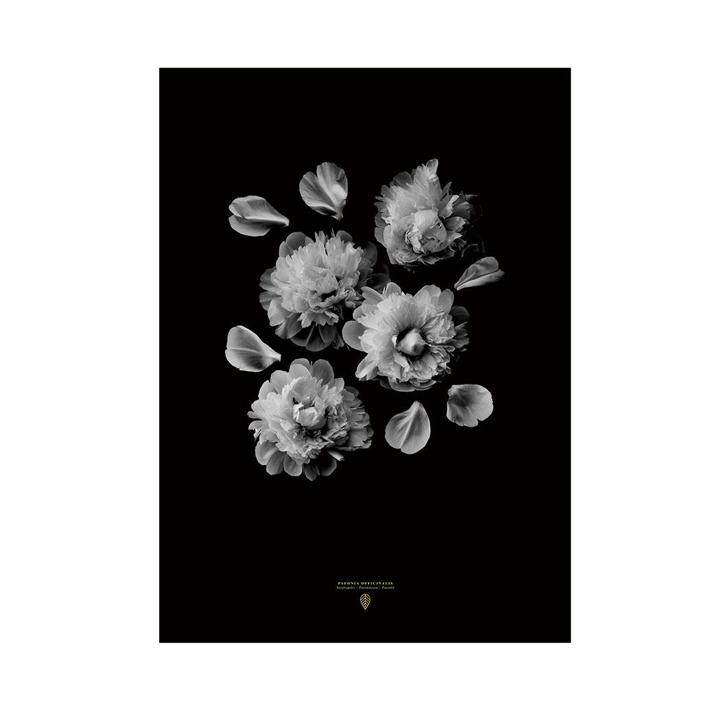 楽天市場 Coco Lapine Design ポスター 北欧 ココラパンデザイン Paeonia Officinalis 芍薬 シャクヤク 花 シンプル カフェ モノトーン アートプリント 50x70cm インテリア ウォールステッカーのルームプラス