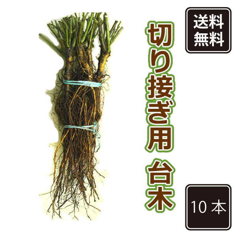 楽天市場】《国産Aグレード品 バラ切り接ぎ用台木》 【5本】【10本