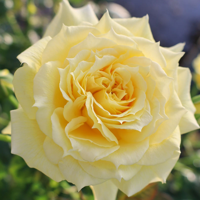 楽天市場】中国コウシンバラ 中国庚申薔薇 （原種のバラ 薔薇）苗 苗木