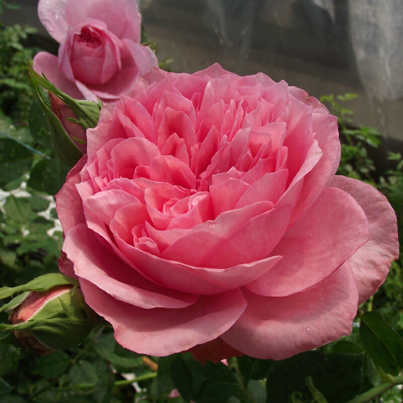 楽天市場】バラ苗 (予約販売) 【エンジェルフレグランス】 2年大