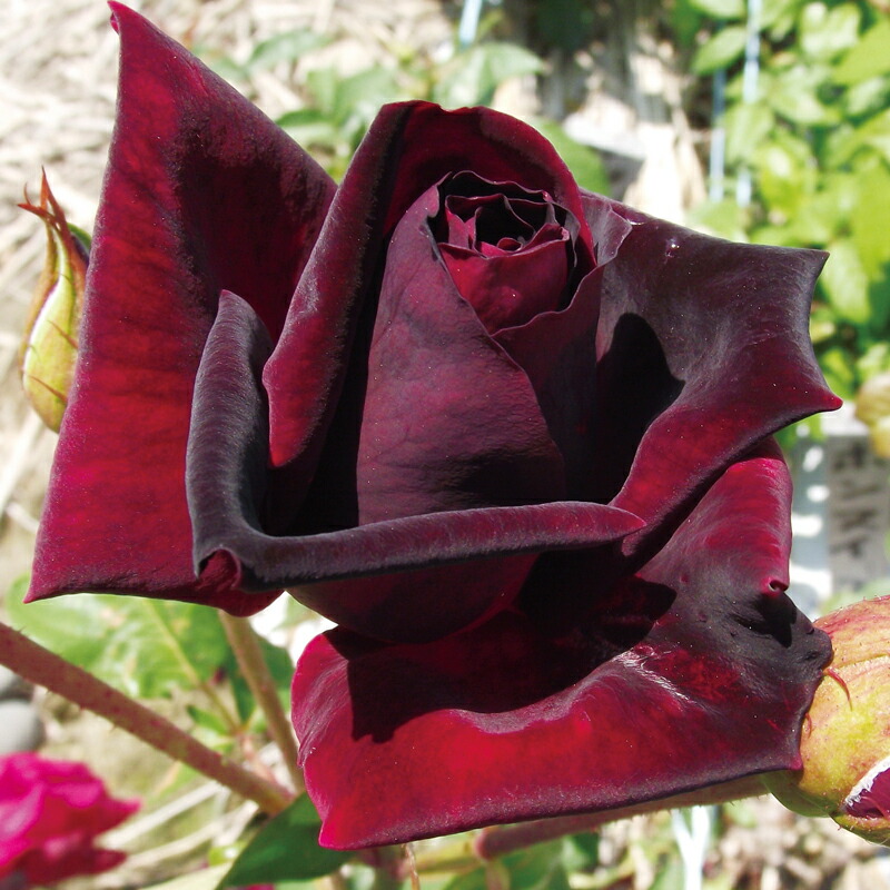 薔薇苗 黒真珠くろしんじゅ(黒紅色)大苗 四季咲き大輪 接木苗木 開花中 宅急便 バラ苗 【黒真珠 (くろしんじゅ)】 (大苗) ハイブリッドティー