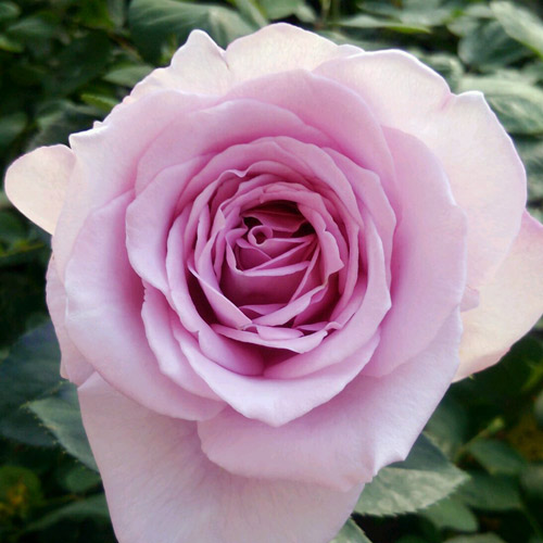 Rose M Seedling Two Years Size Stock Africa Star Rose Seedling Two Years Size Stock