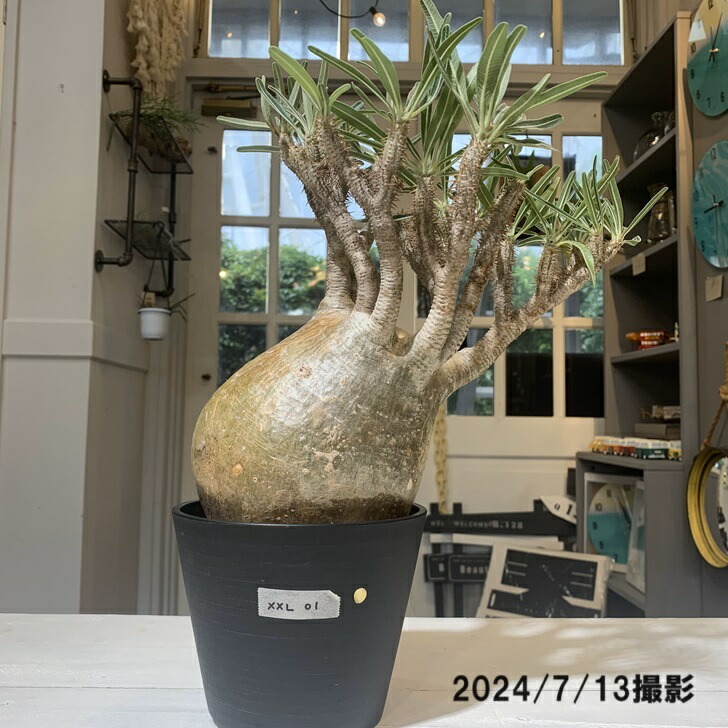 【今週まで！】パキポディウムグラキリス　【発根済】塊根　コーデックス 楽天市場】コーデックス：パキポディウム グラキリス 発根済