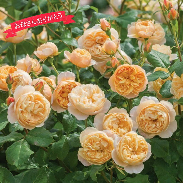 楽天市場 母の日ギフト 蕾 花付きバラ苗 人気のイングリッシュローズ ロアルドダール 送料無料 ラッピング付き 品種指定 5月4日 9日の間にお届け 母の日の贈り物21 バラ専門店 ザ ローズショップ