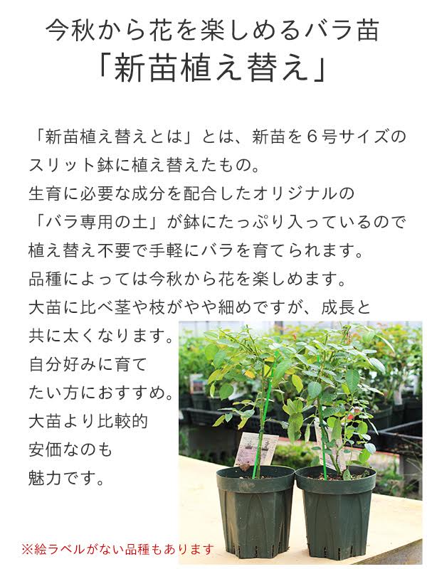 バラ苗 カンパネルラ 四季咲き中輪 国産新苗植え替えオリジナル角鉢7号