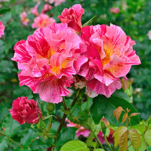 楽天市場】バラ 苗 デルバール 【エドガー ドガ (HT) 中大輪 四季咲き