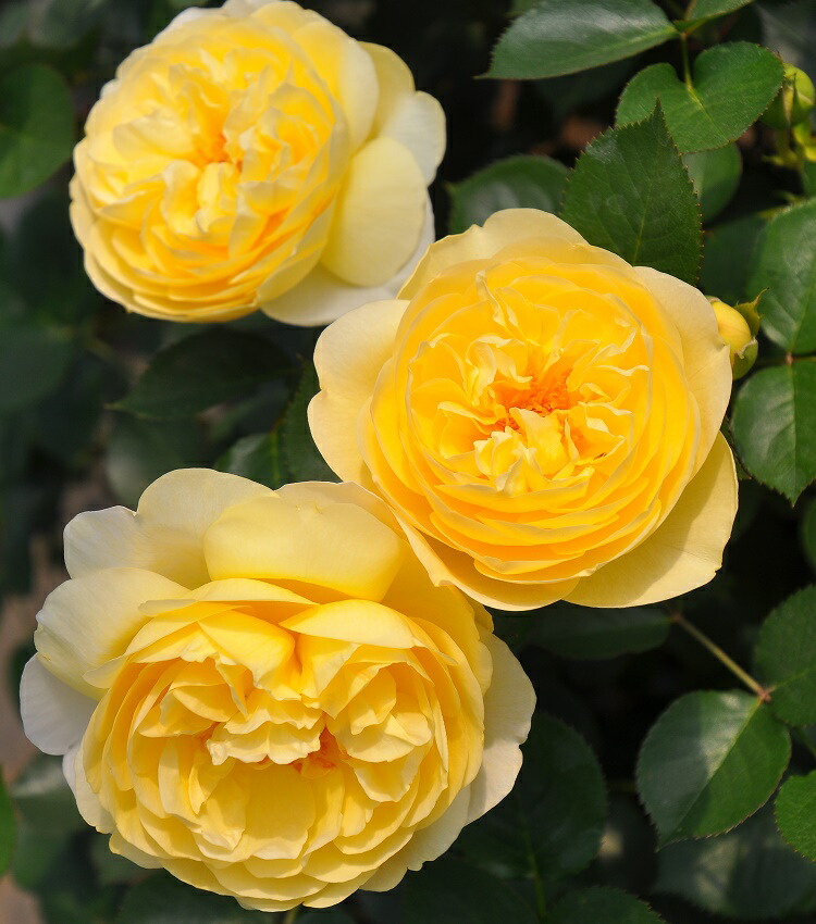 楽天市場】バラ苗 【トロイメライ】 (大苗) シュラブ 半つる性