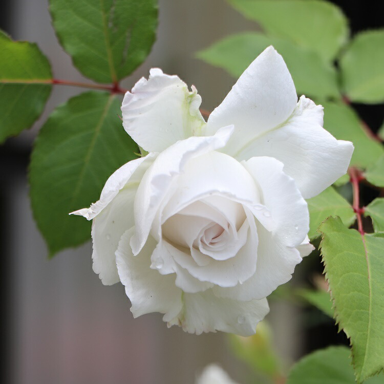 楽天市場 予約苗 バラ苗 クリード 国産大苗オリジナル角鉢6号 繰り返し咲き中輪 白系 ロサ オリエンティス 22年2月上旬順次配送 バラ専門店 ザ ローズショップ