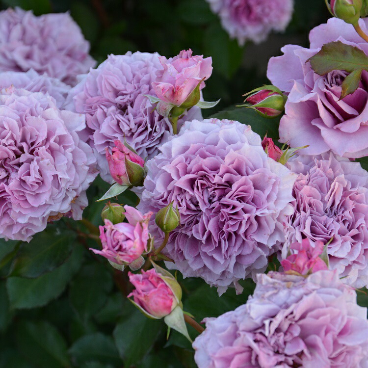 バラ苗　かおりんご様予約専用 楽天市場】【予約品】 特選 バラ苗 コリン・クレイヴン コリン