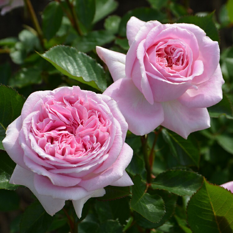 真紫のカップ咲き　バラ苗　6号鉢大苗 紫 バラ カップ咲き（花の苗）｜苗 | 花、ガーデニング の
