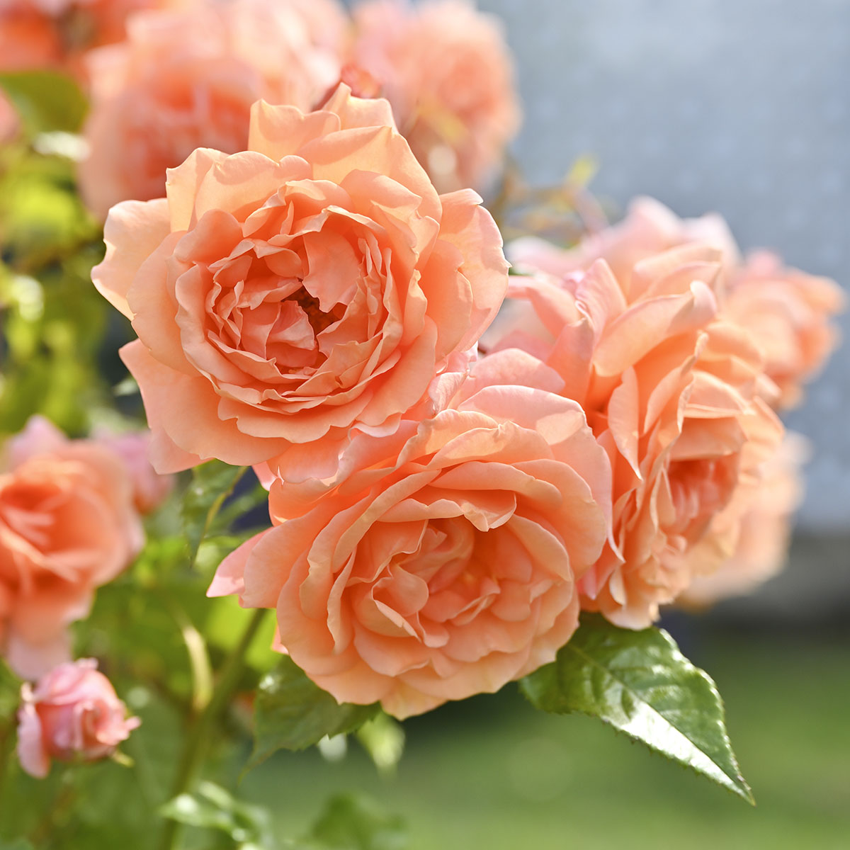 楽天市場】バラ苗 【2025年 福苗 Rose for You 大苗 3鉢セット