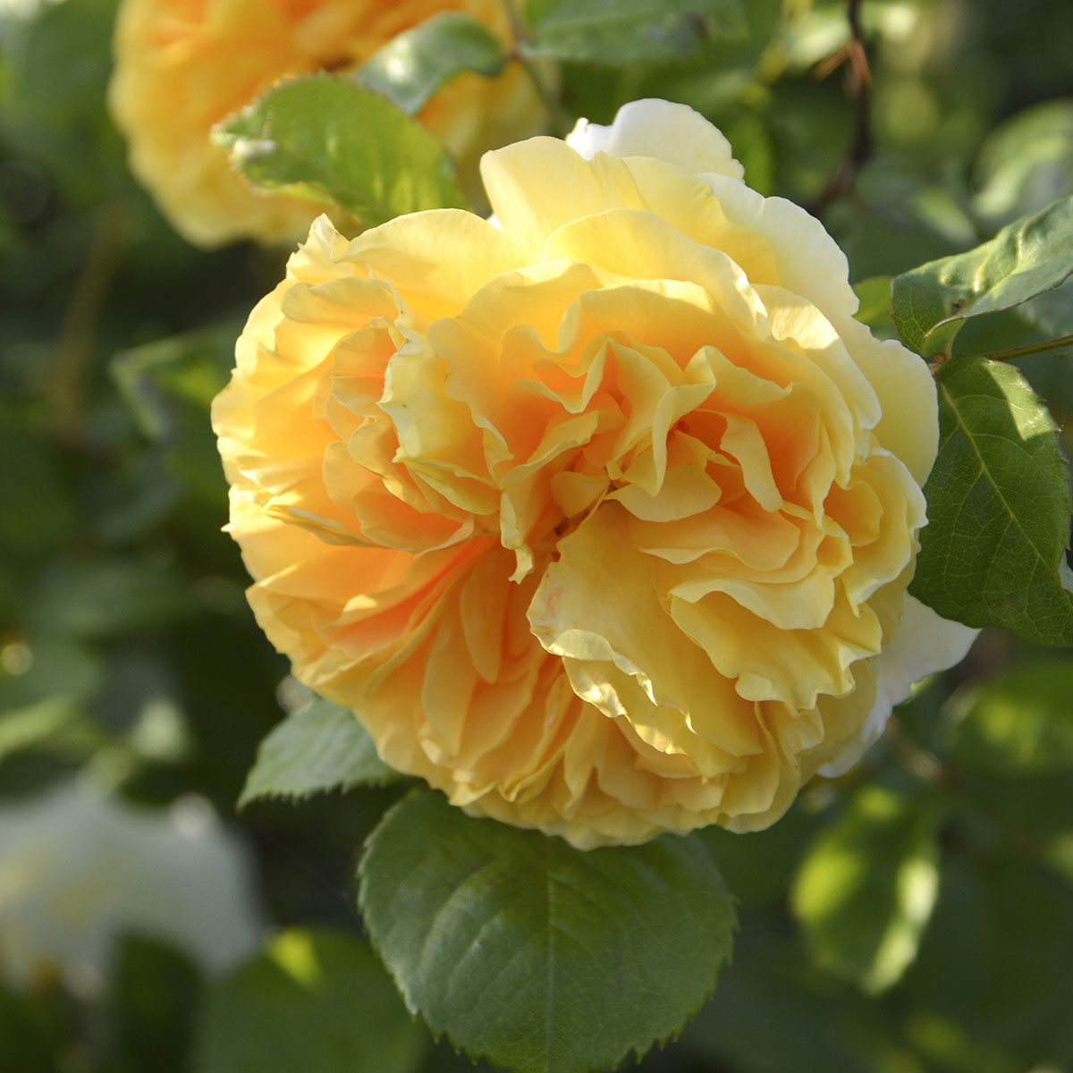 楽天市場】【楽天スーパーセール P5倍】 予約販売 バラ苗 バラ大苗