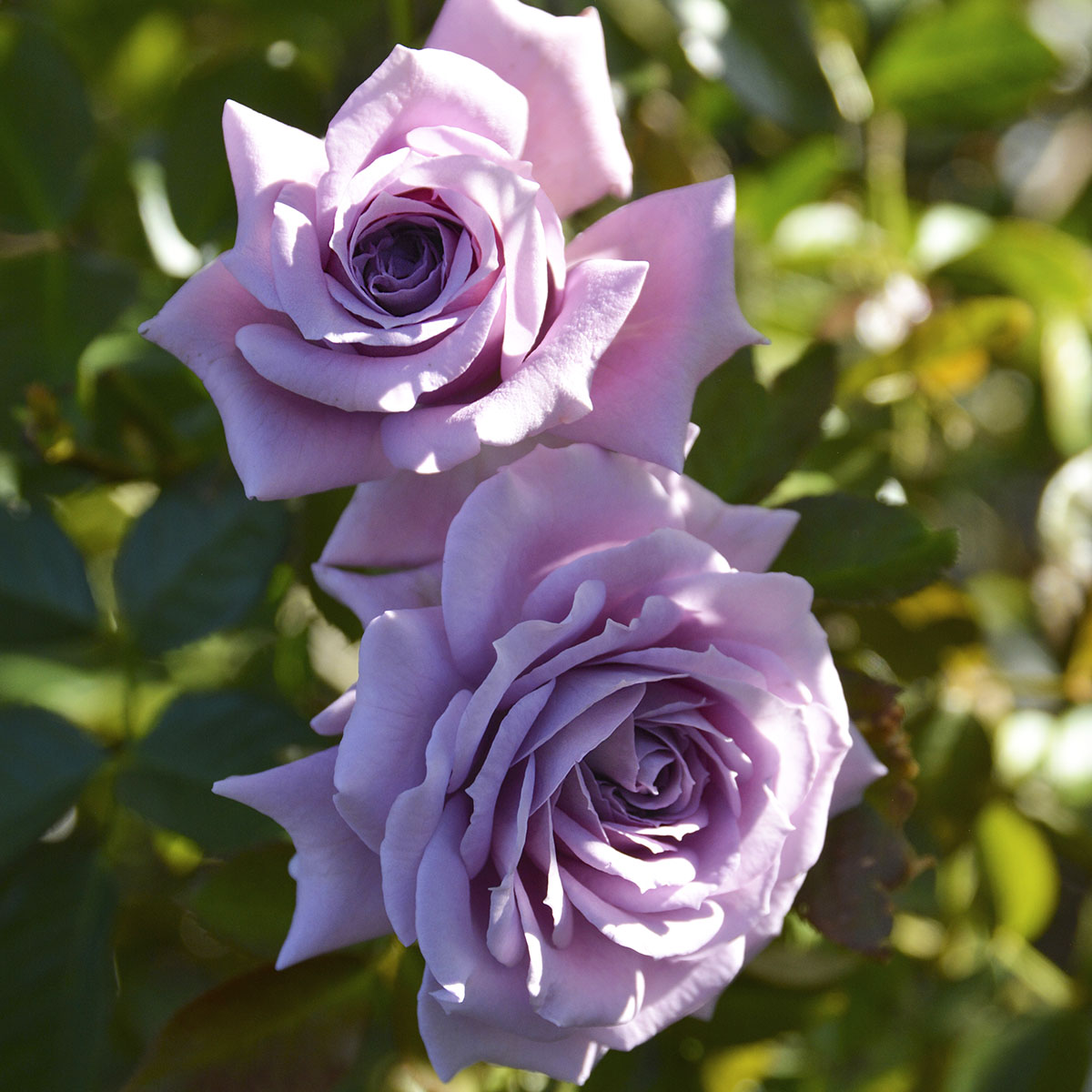 楽天市場】予約苗 バラ苗 【紫の上 (むらさきのうえ)】 (大苗