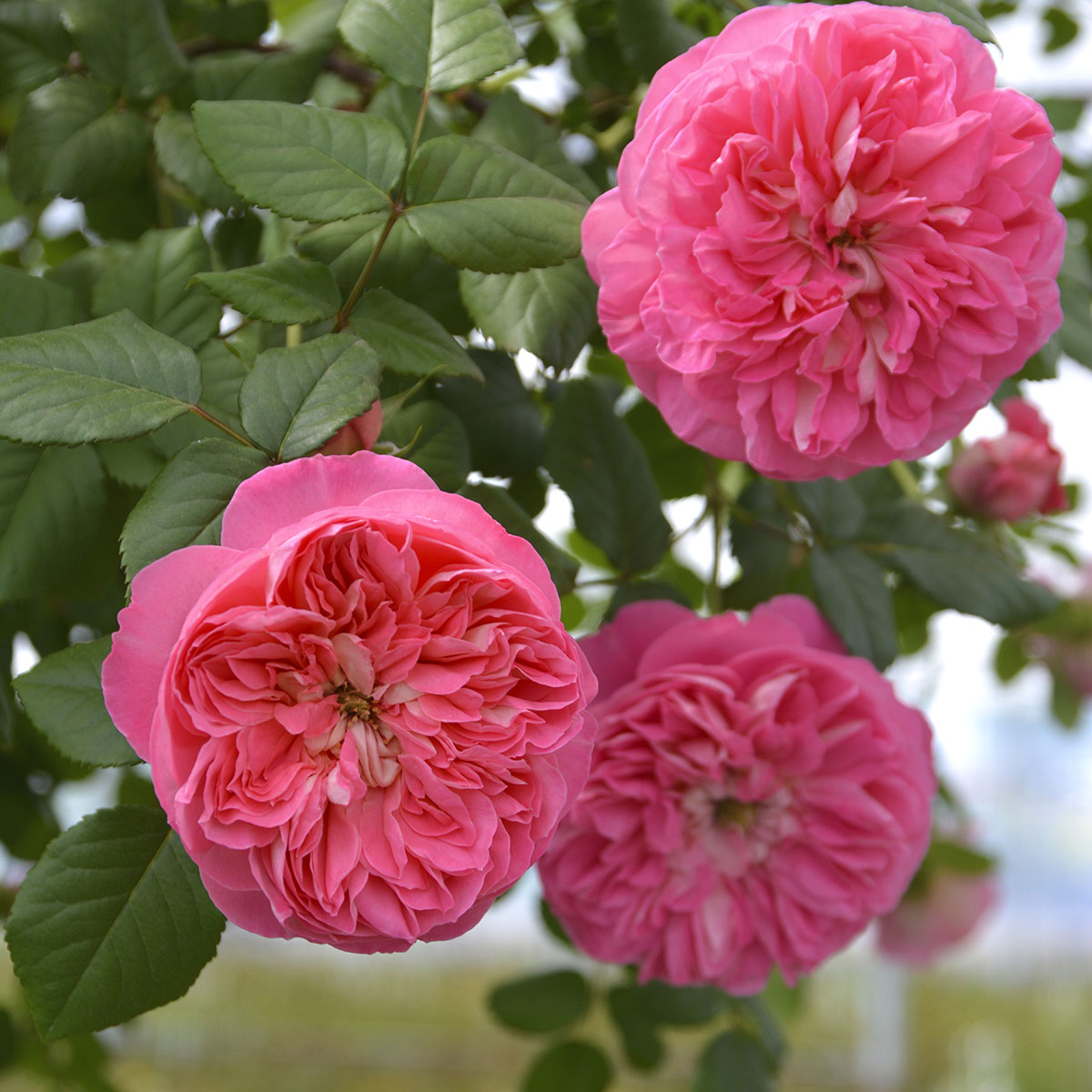 大バラ苗3年生　ピルエット　ロサオリエンティス Amazon.co.jp: バラ苗 【ピルエット】 (大苗) フロリバンダ 四季咲き