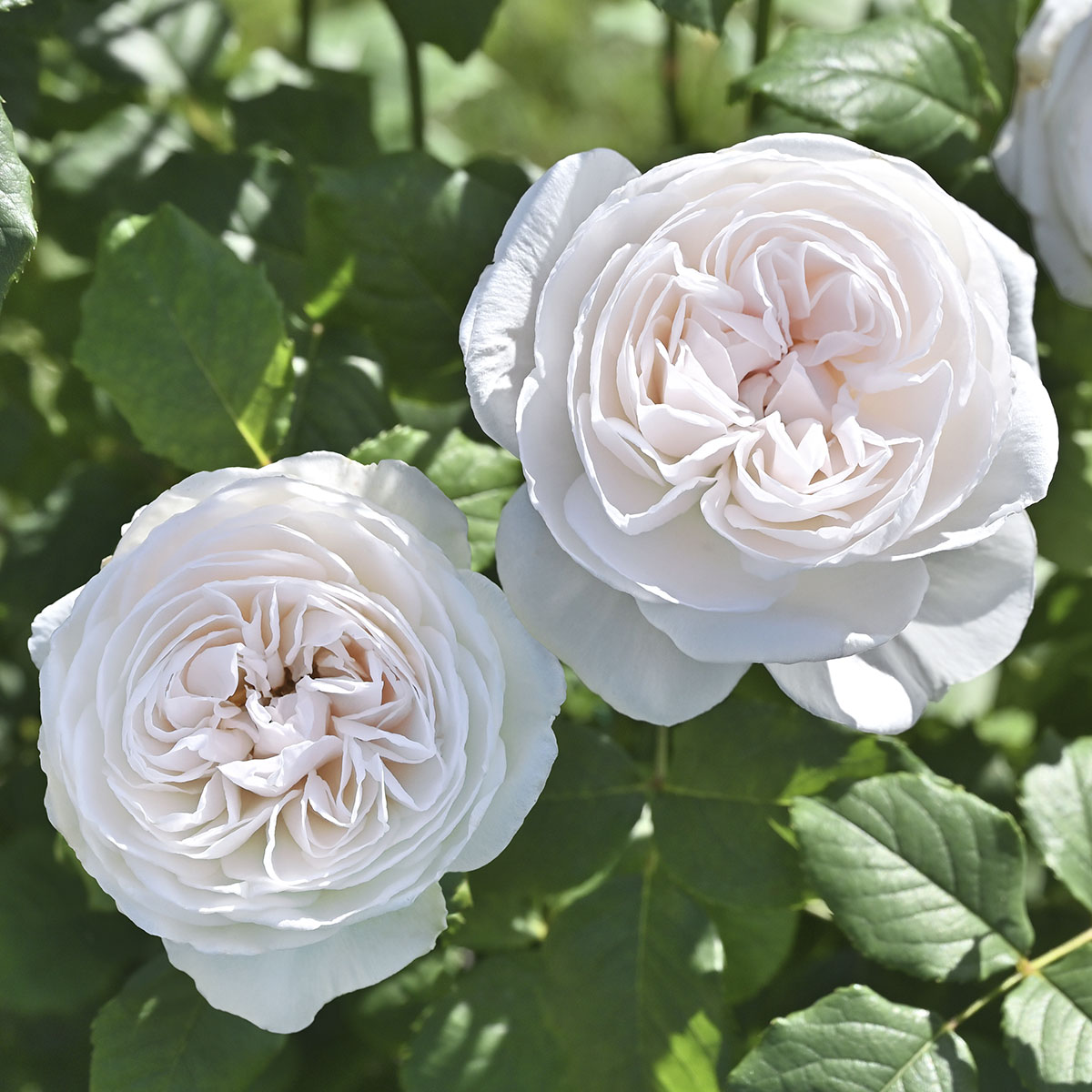 楽天市場】予約苗 バラ苗 【ルクソール】 (大苗) フロリバンダ