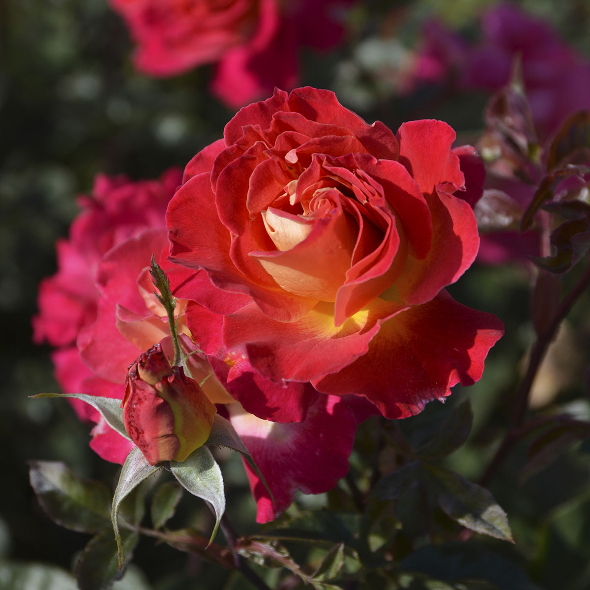 ❀にゃおんさま❀　バラ　苗　Lam　小苗 1450円 楽天市場】予約販売 バラ苗 バラ大苗 ロサ オリエンティス ピュール