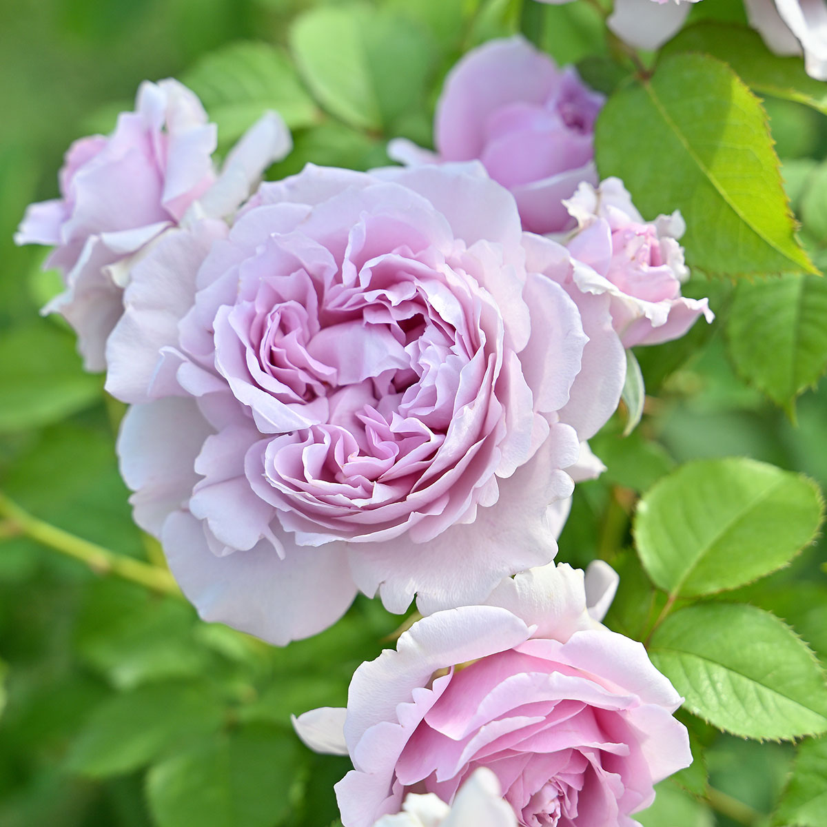 楽天市場】バラ苗 【トロイメライ】 (大苗) シュラブ 半つる性