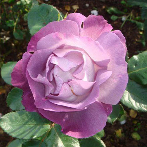 楽天市場 バラ苗 ブルーフォーユー 国産大苗6号スリット鉢フロリバンダ Fl 四季咲き中輪 紫系 ワーナーズローゼス バラ専門店 ザ ローズショップ