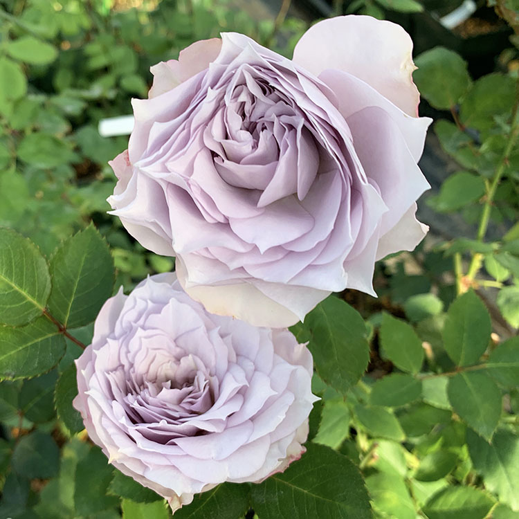 IMAGINE LA ROSE〜 Dorieuxのバラ | デルバールJAPON