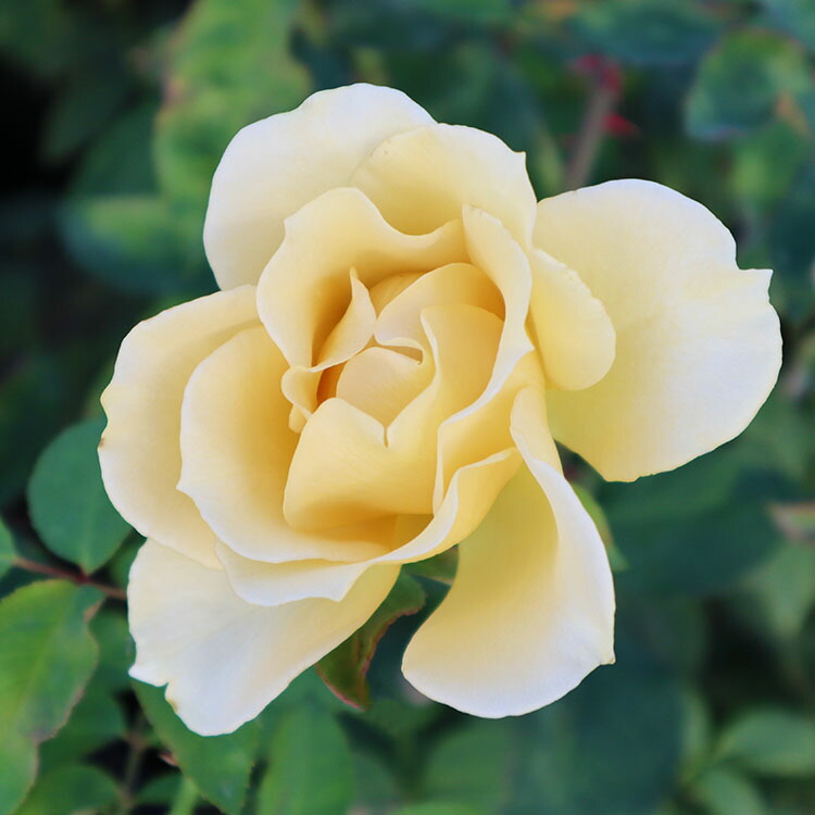 バラ苗 芳しい辛子 大苗7サイズ専用角鉢嚆矢 黄信号素性 Rose For You 購う利益 ぼかし廐肥1kg好運 Acilemat Com