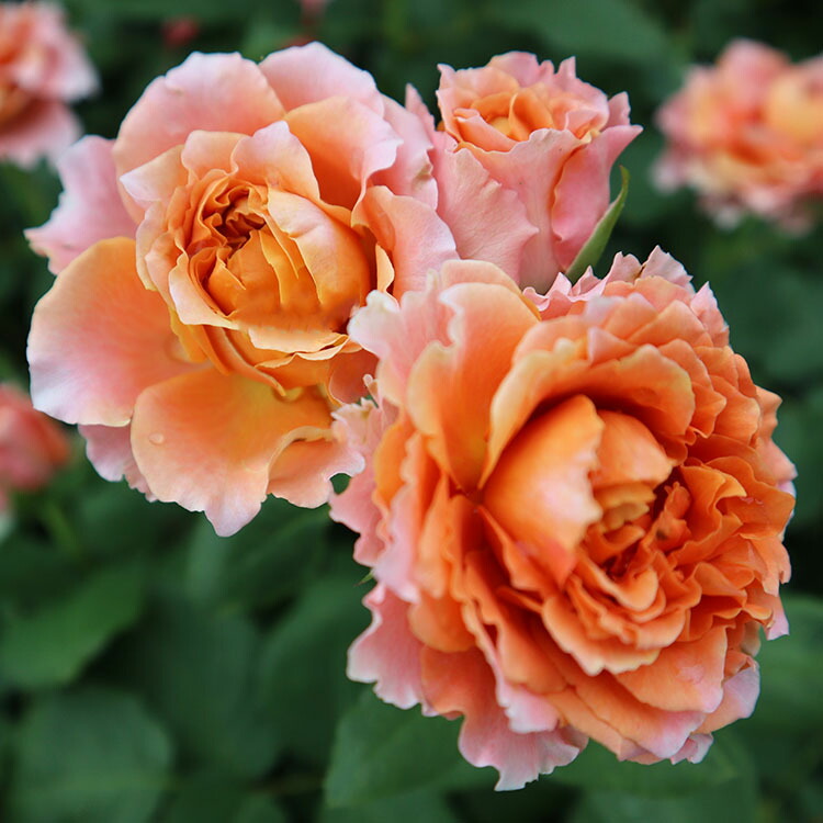 楽天市場 バラ苗 モルゲンロート 大苗7号専用角鉢入 オレンジ系 Rose For You 購入特典 ぼかし肥料1kg付き バラ専門店 ザ ローズショップ