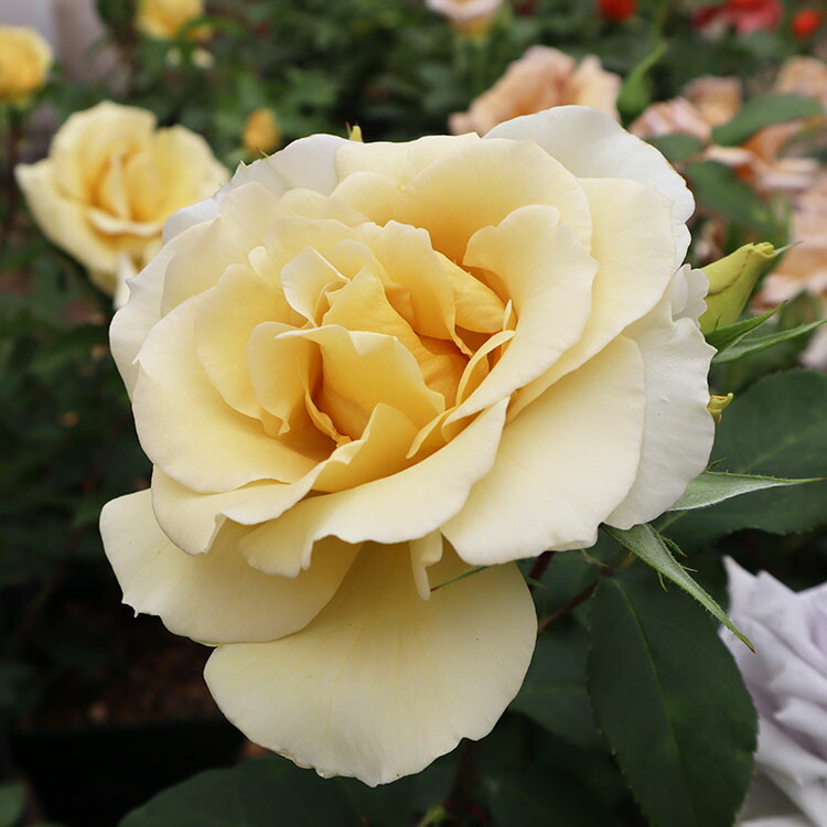 楽天市場 バラ苗 スイートマスタード 新苗植え替え7号専用角鉢入 黄色系 Rose For You 購入特典 ぼかし肥料1kg付き バラ専門店 ザ ローズショップ