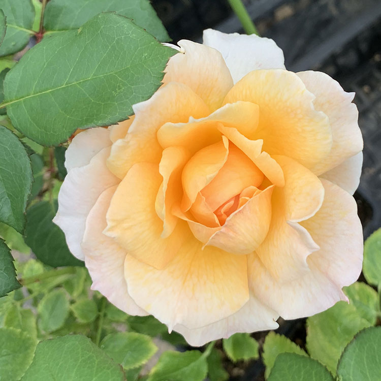 ローズ苗 ミモザ 大苗7サイズ専用角鉢最初 黄み発祥 Rose For You 買取る酬い ぼかし肥料1kg果報 Atiko Kz