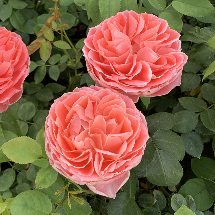 楽天市場 バラ苗 スイートマスタード 新苗植え替え7号専用角鉢入 黄色系 Rose For You 購入特典 ぼかし肥料1kg付き バラ専門店 ザ ローズショップ