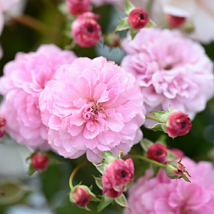 楽天市場】予約販売 バラ 苗 バラ 新苗 河本バラ園 プチ ポワン 品種