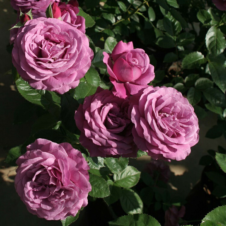 薔薇苗　四季咲き　プラムパーフェクト❤️ ⑧ imgrc0107742344.jpg